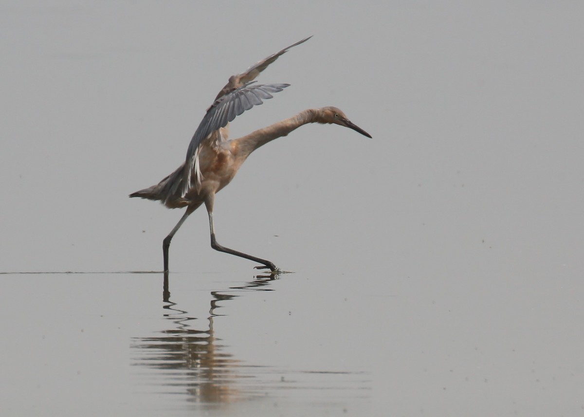 Reddish Egret - ML264069811