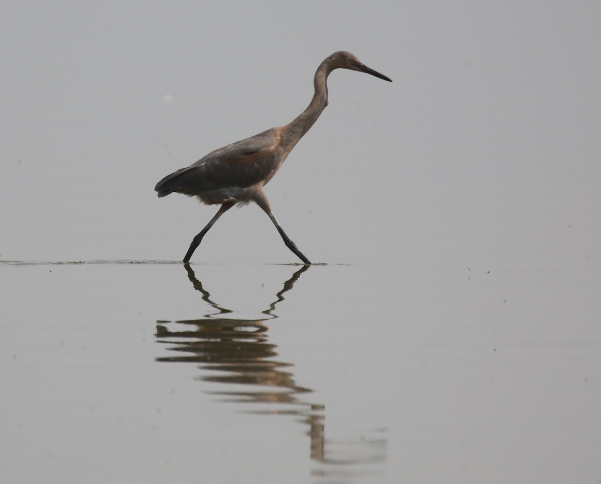 Reddish Egret - ML264071261