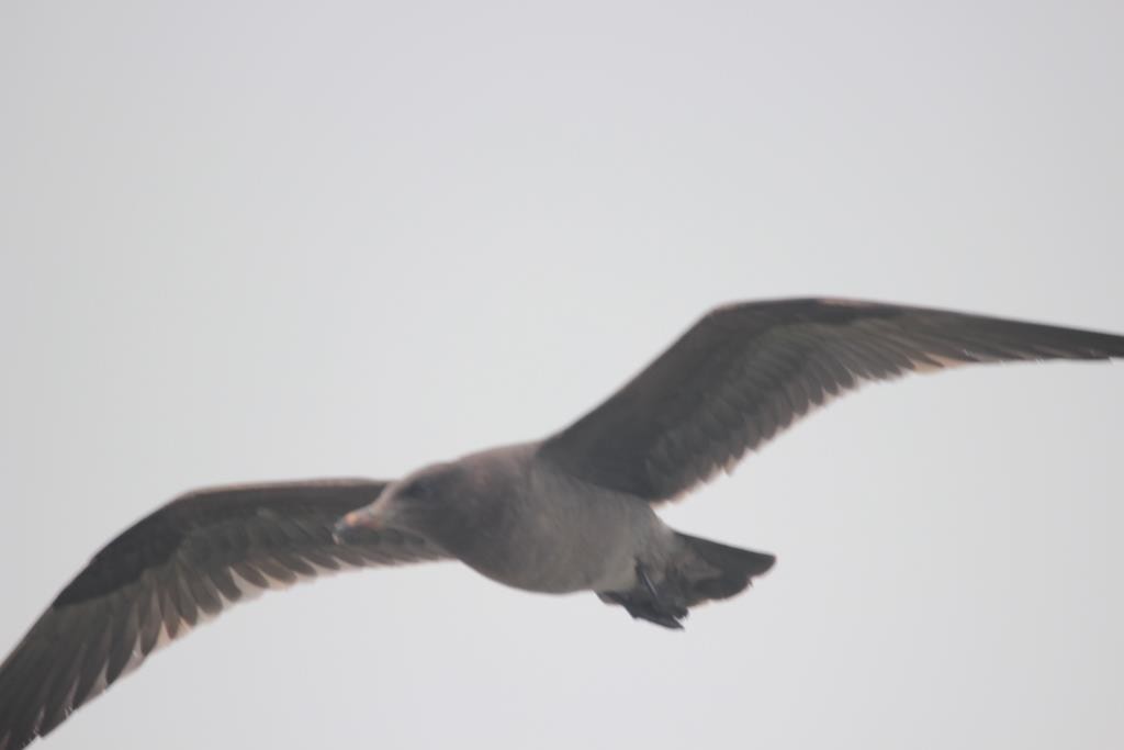 Heermann's Gull - ML26407211