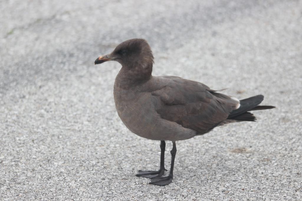 Heermann's Gull - ML26407221