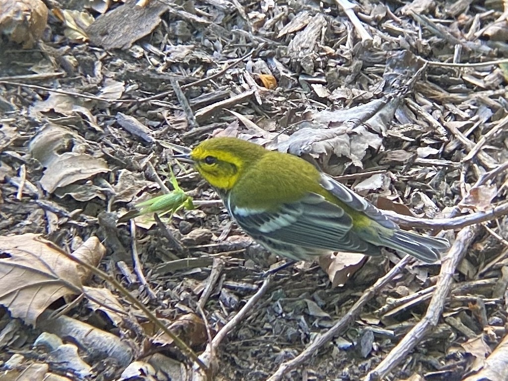 Black-throated Green Warbler - ML264072221