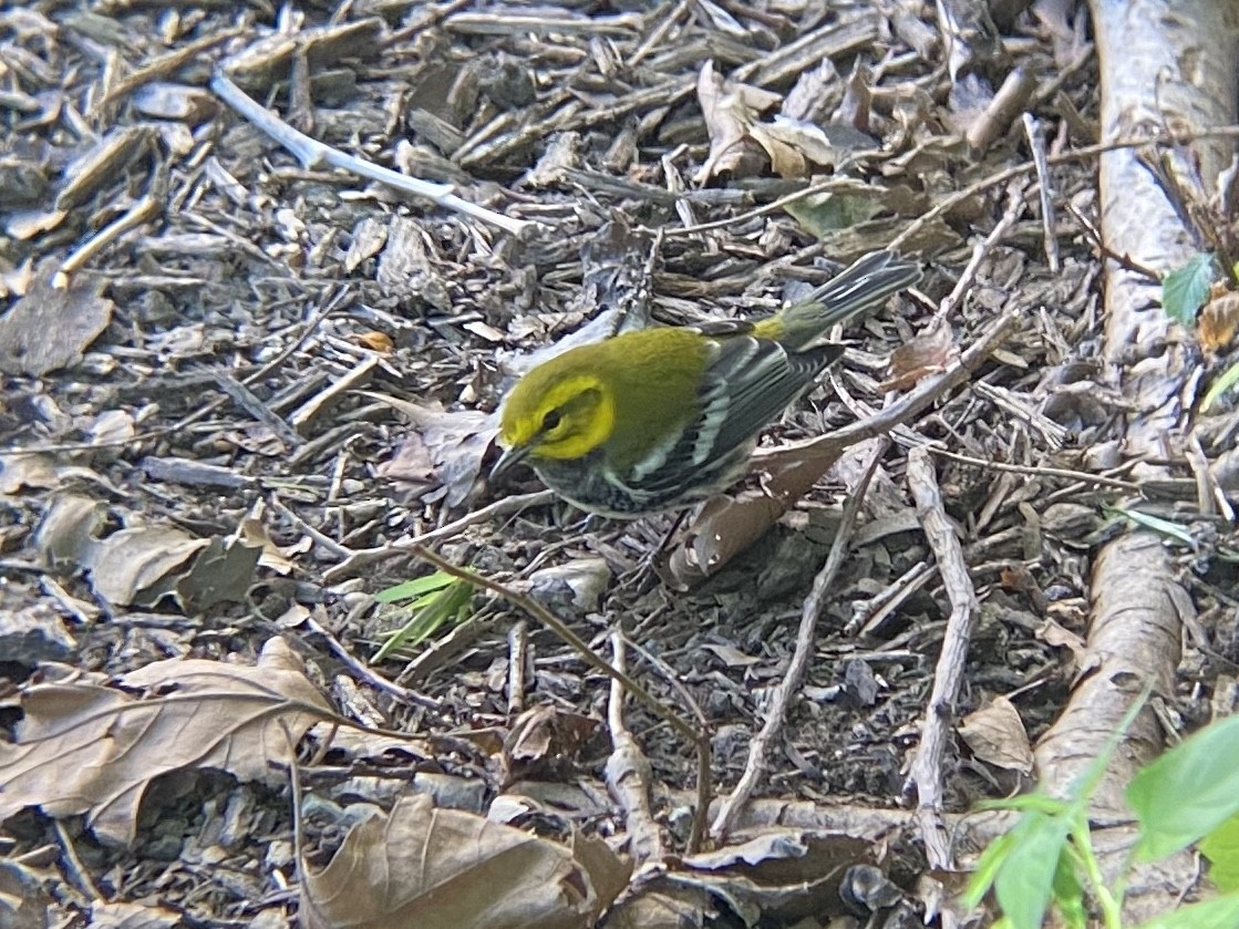 Black-throated Green Warbler - ML264072231