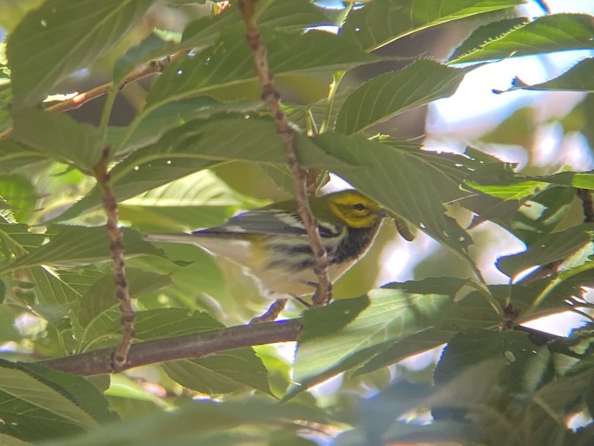 Black-throated Green Warbler - ML264072241