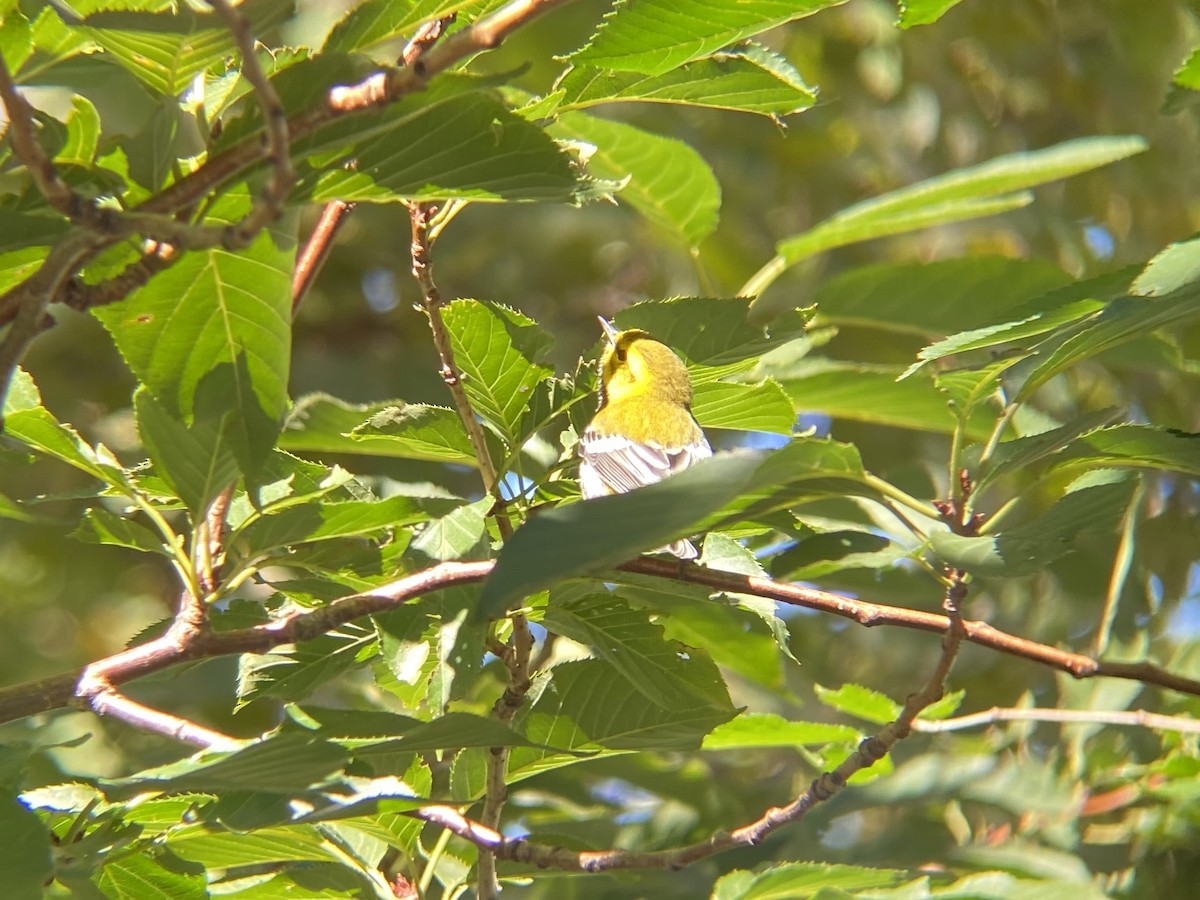 Black-throated Green Warbler - ML264072251