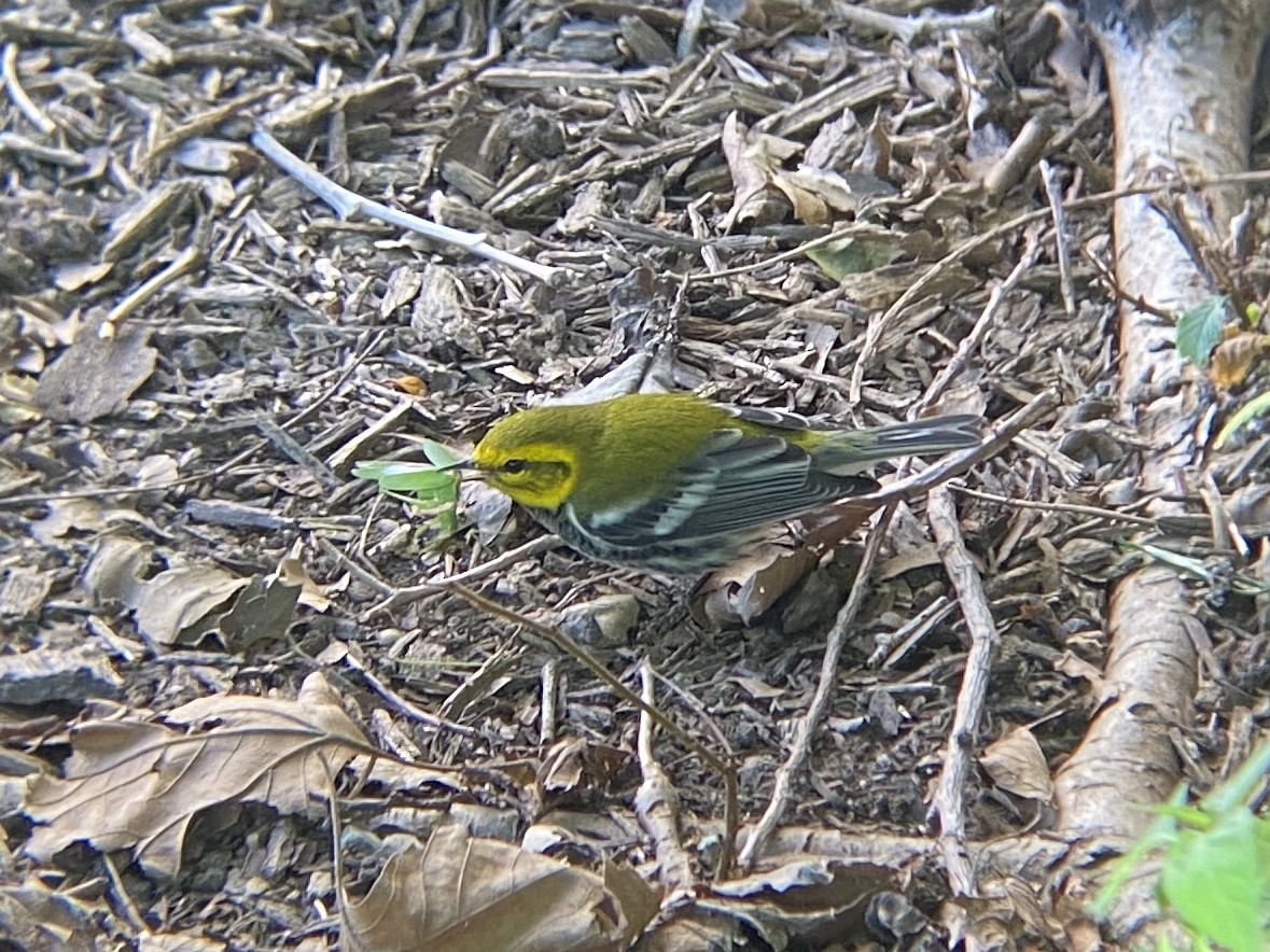 Black-throated Green Warbler - ML264072261