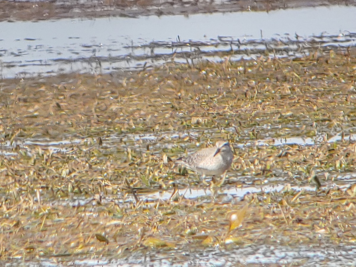 Red Knot - Chip Darmstadt