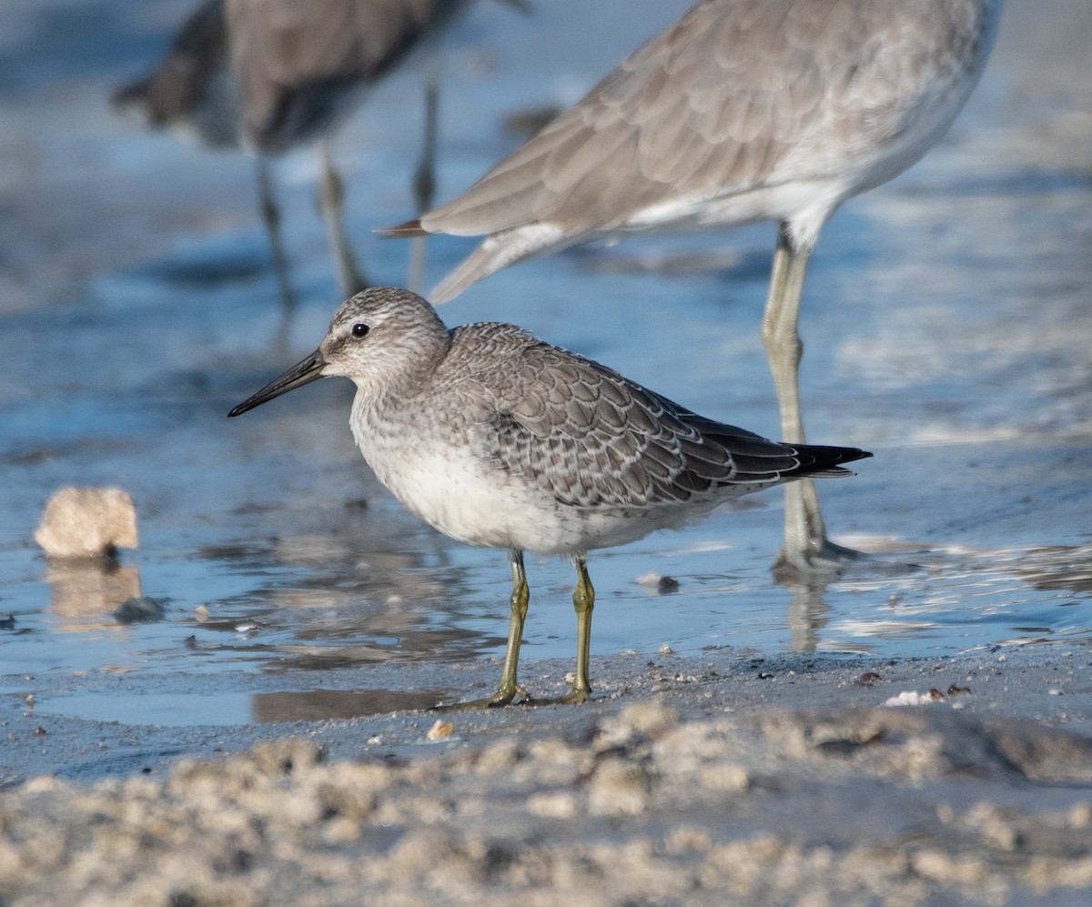 Red Knot - ML264074081