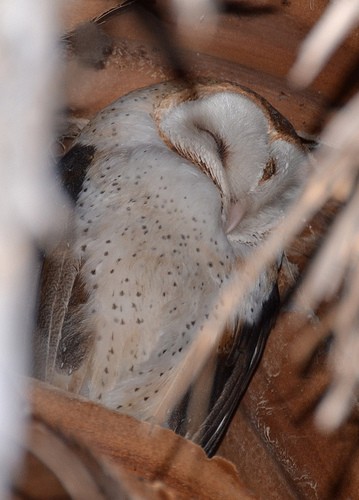 Barn Owl - ML264074801