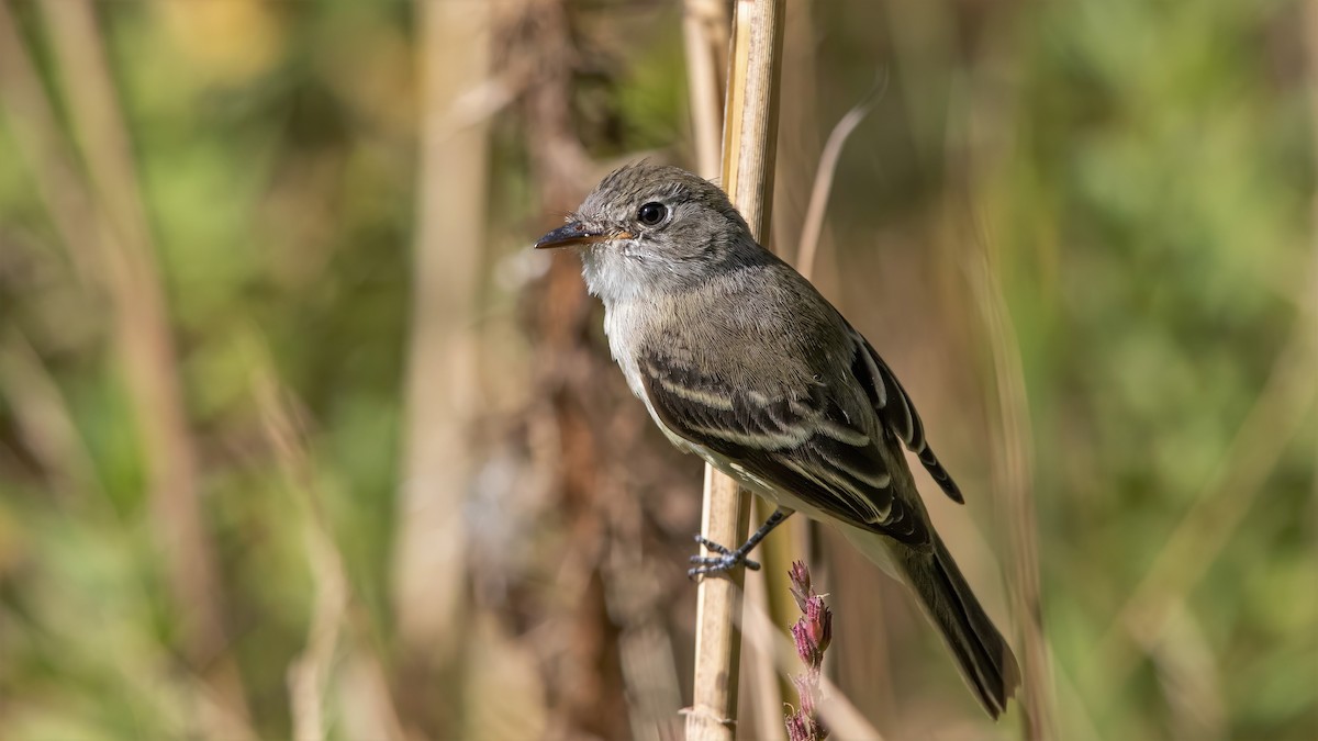 Least Flycatcher - ML264076141