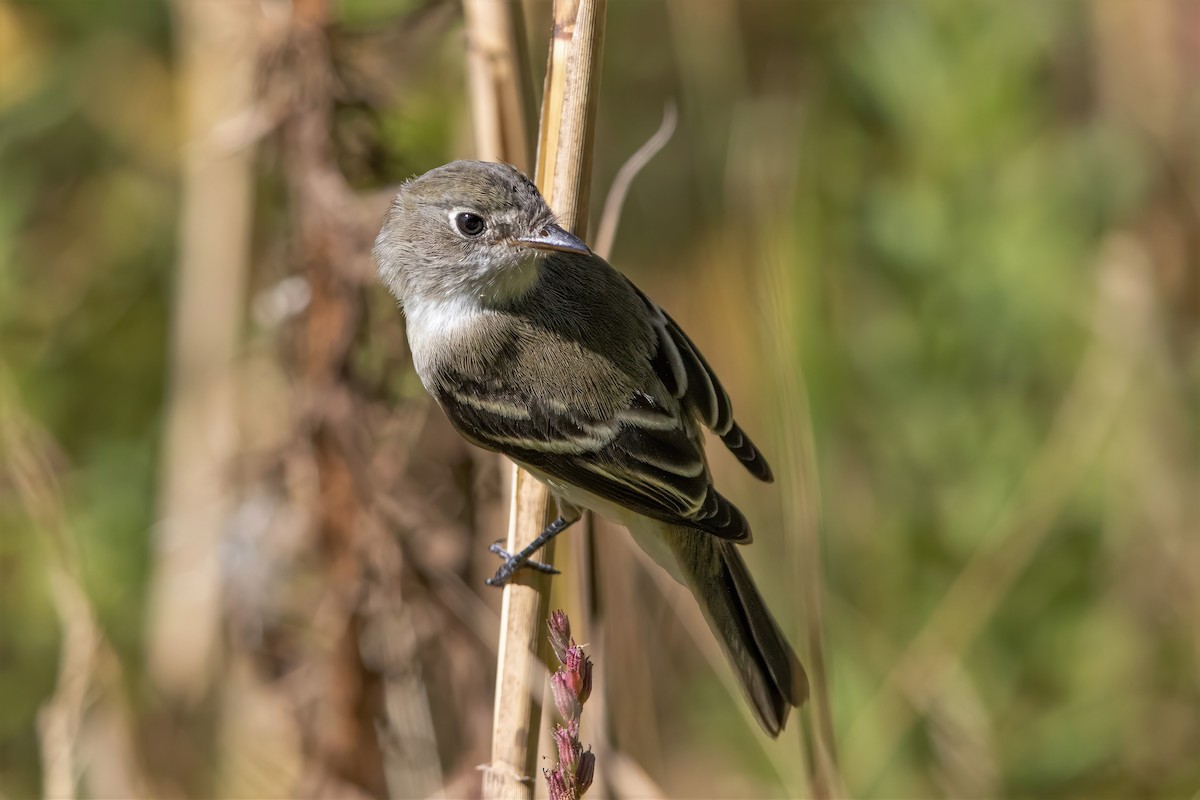 Least Flycatcher - ML264076151