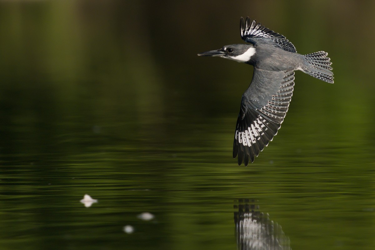 Belted Kingfisher - Peter F