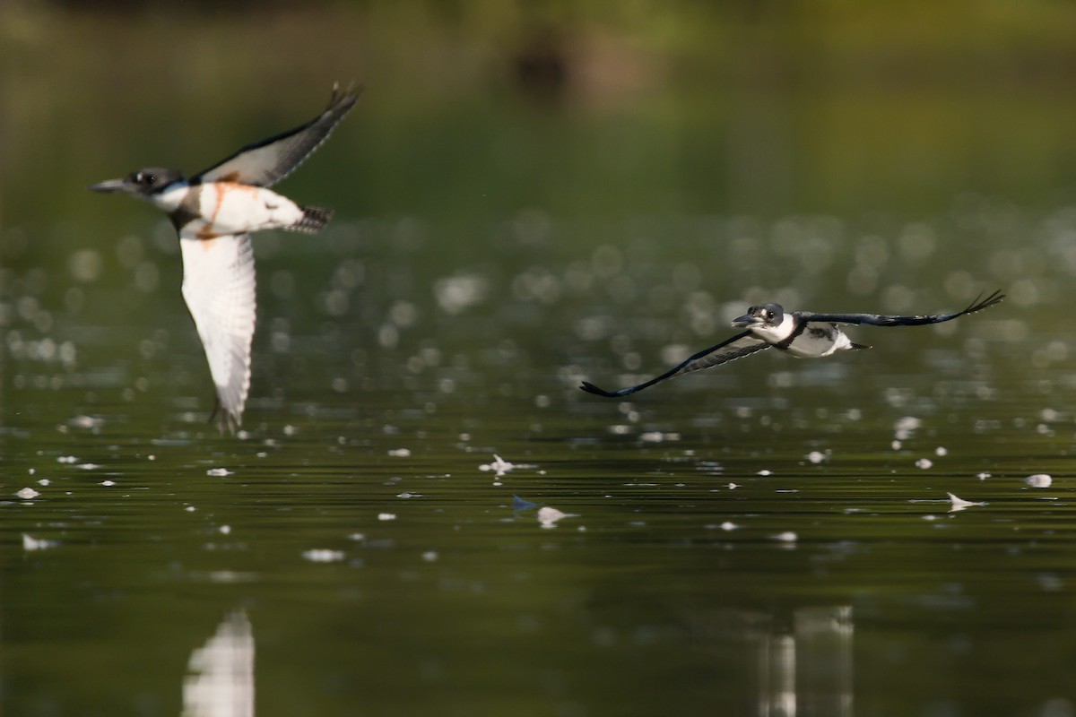 Belted Kingfisher - ML264077221