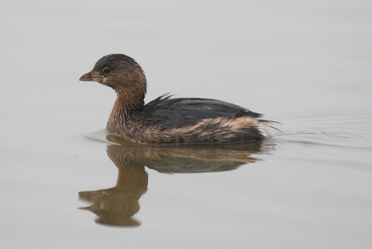 Pied-billed Grebe - ML264077341