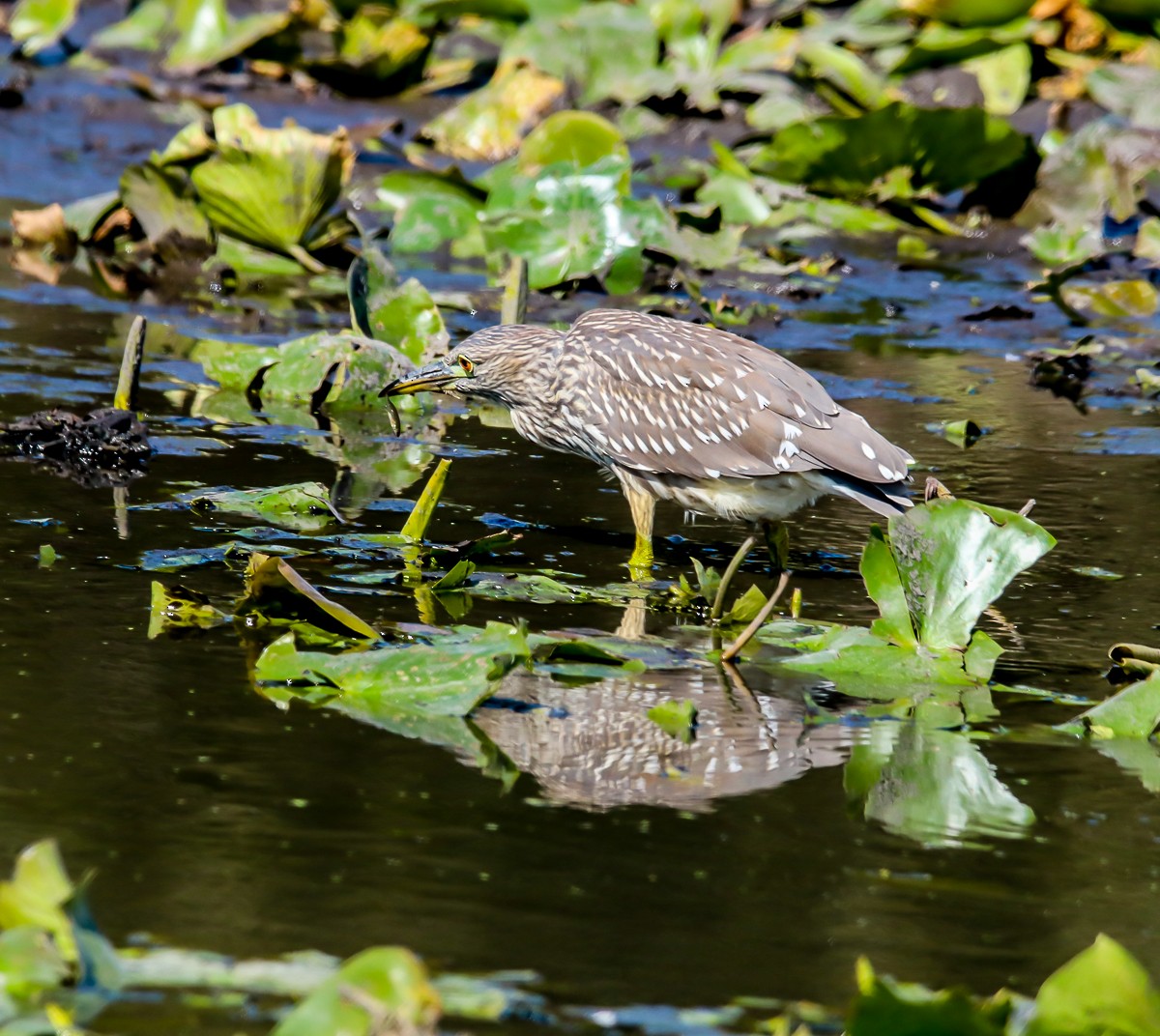 Black-crowned Night Heron - ML264078061