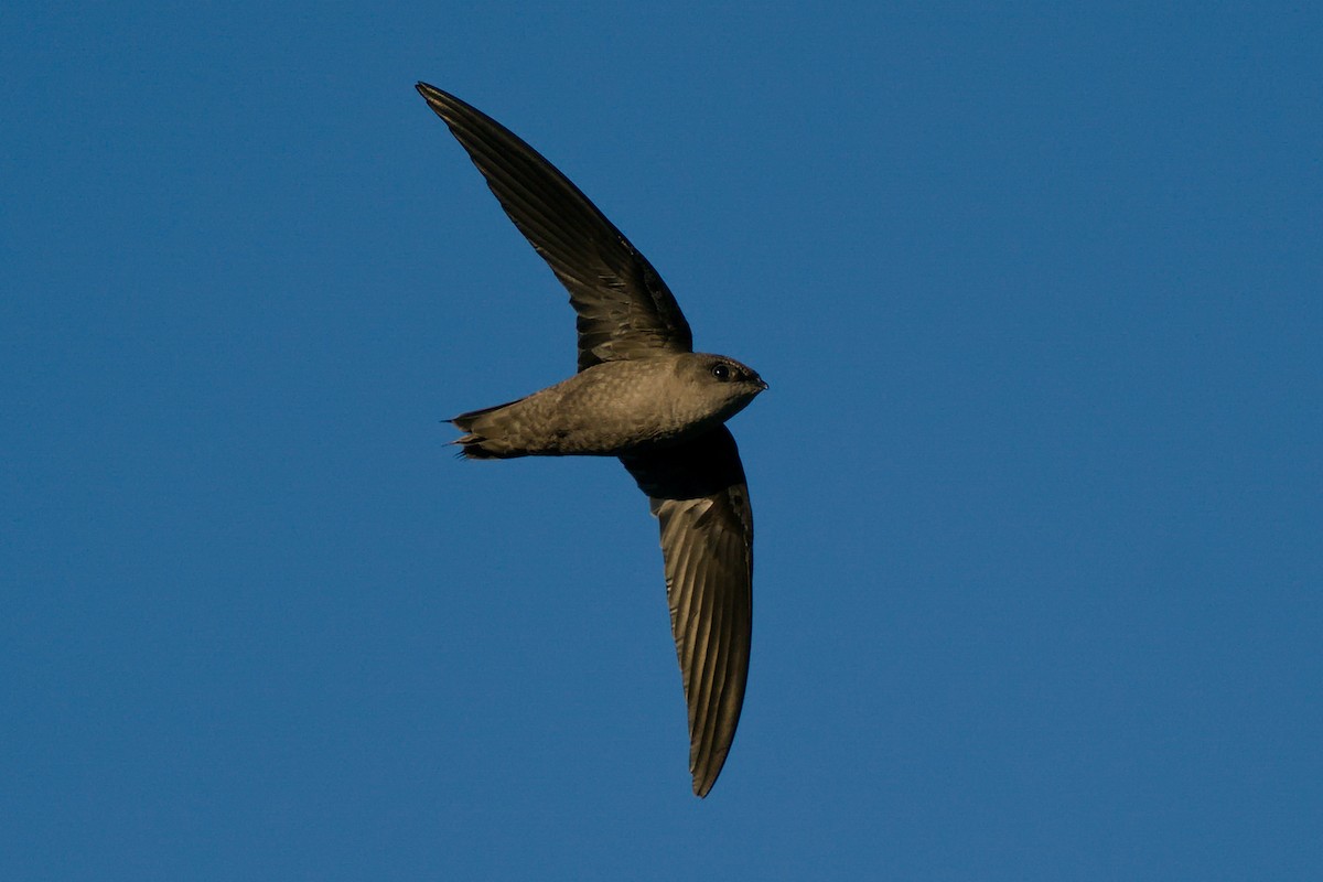 Chimney Swift - Peter F