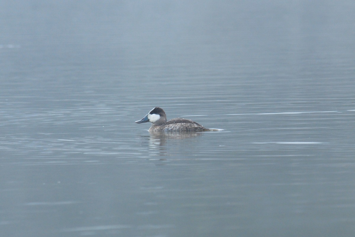 Ruddy Duck - ML264078581