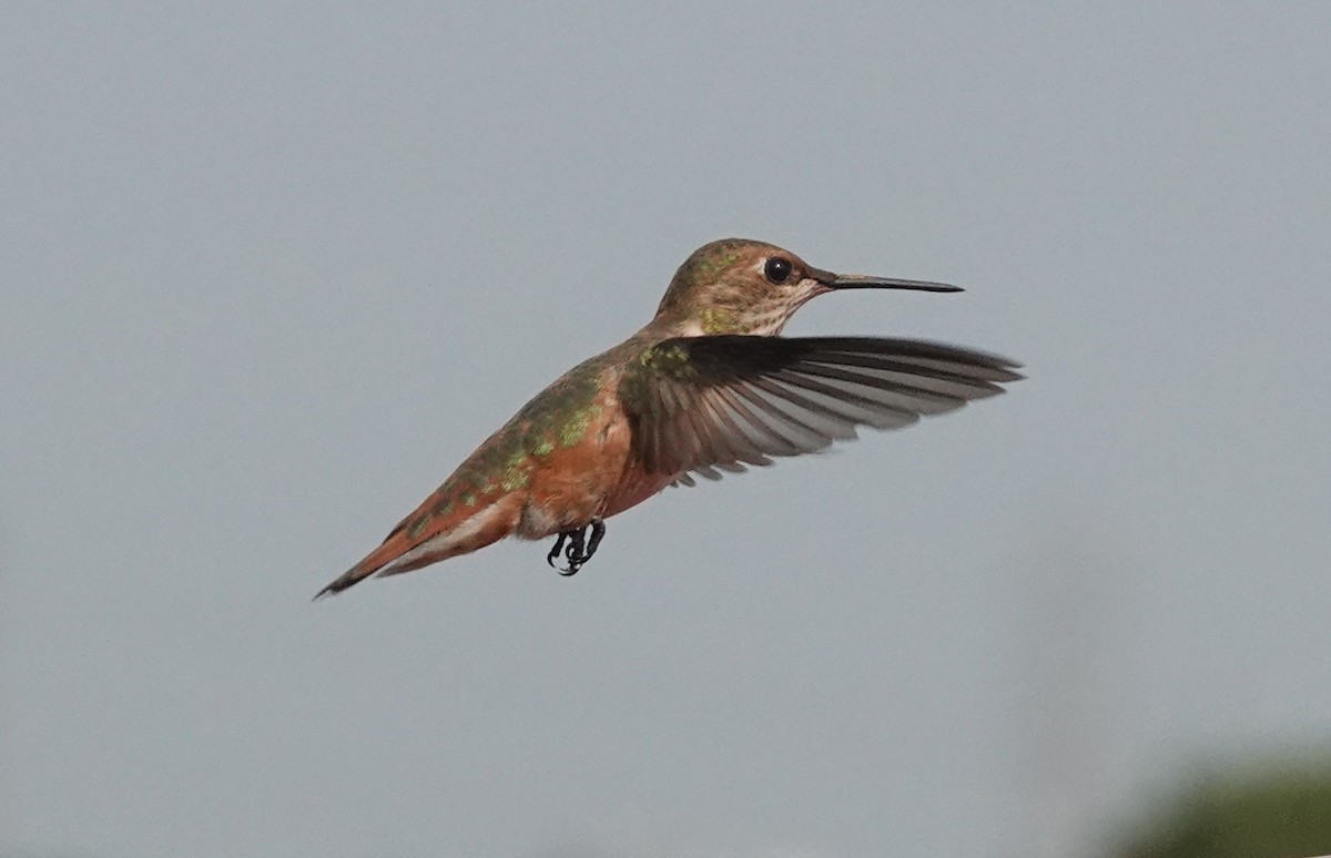 Rufous Hummingbird - Andy & Ellen Filtness