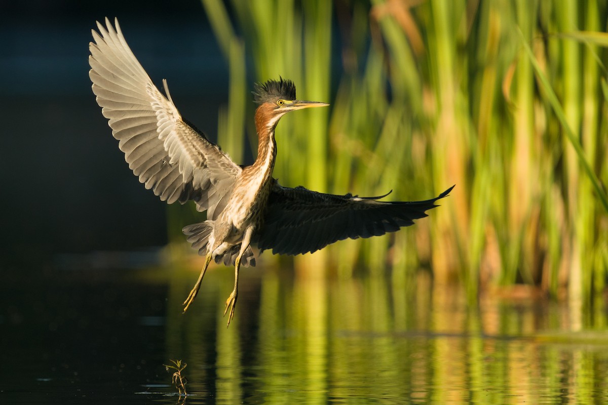 Green Heron - ML264079491