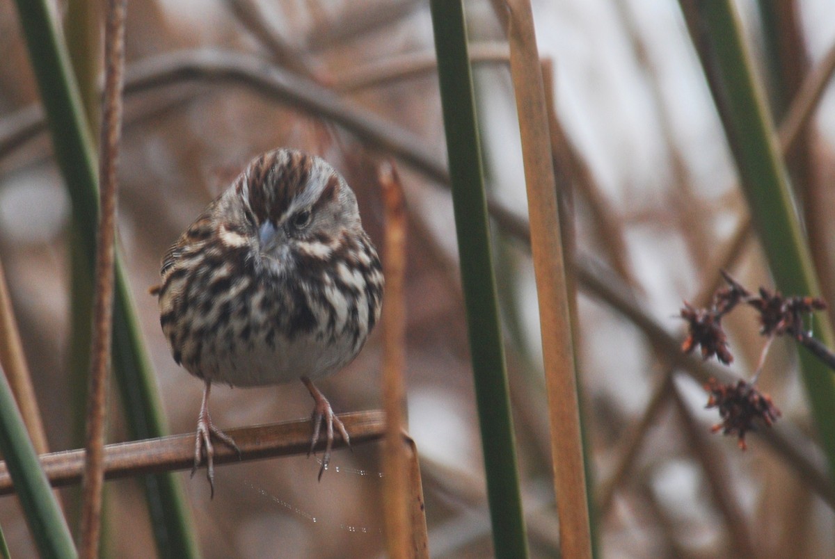 Song Sparrow - ML264079611