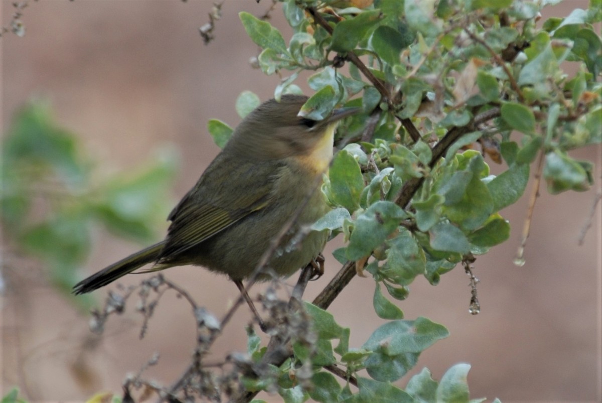 Common Yellowthroat - ML264080221