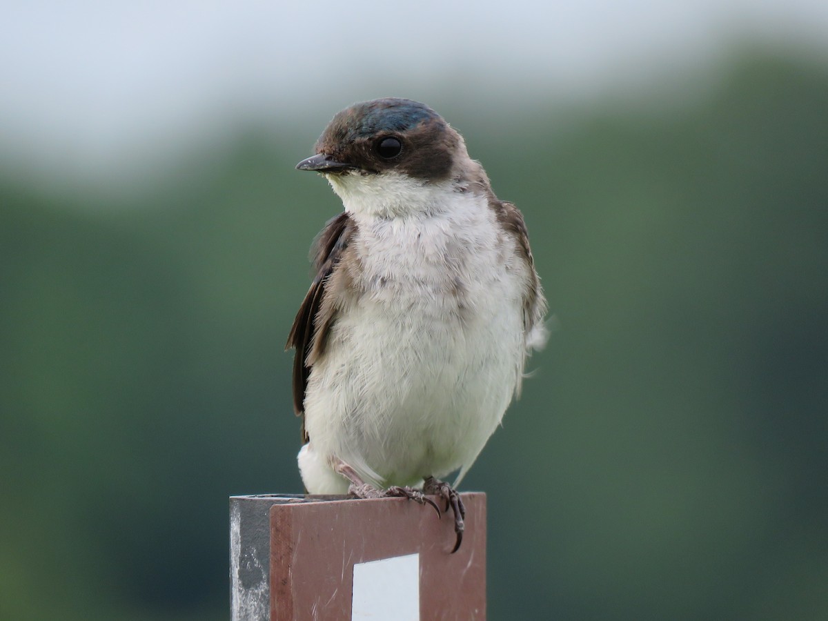 Tree Swallow - Jonah Tamez