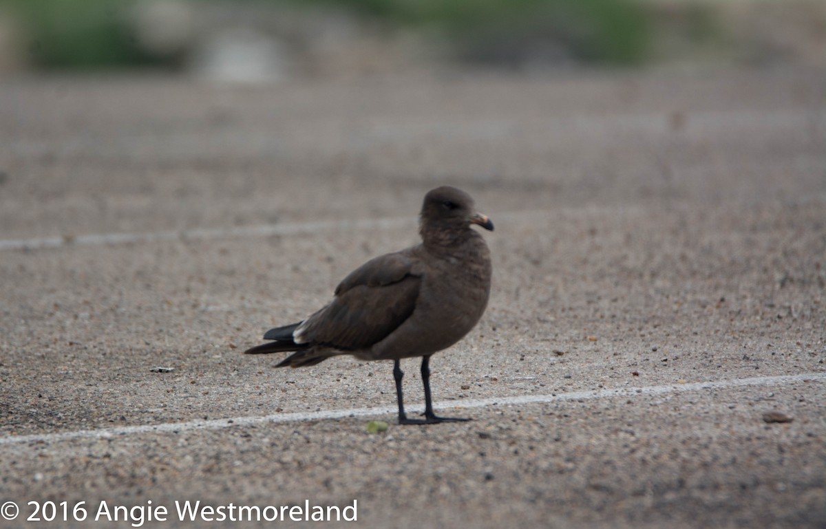 Heermann's Gull - ML26408321