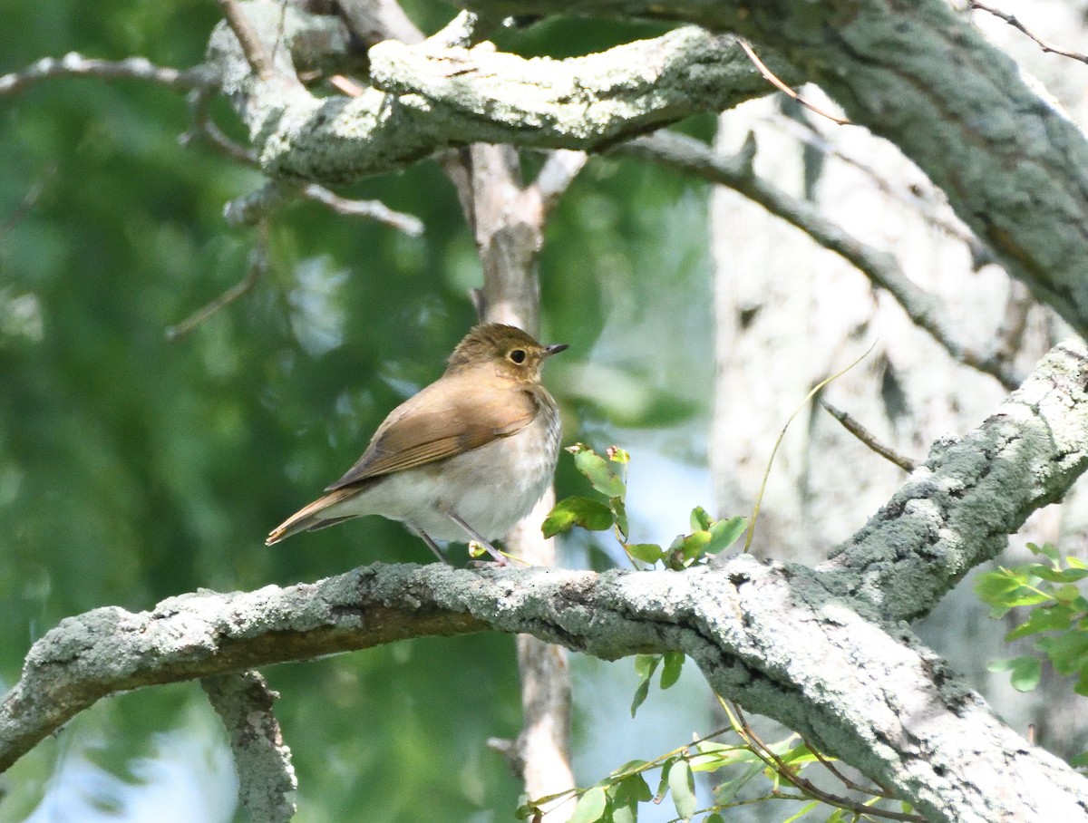 Swainson's Thrush - ML264083341