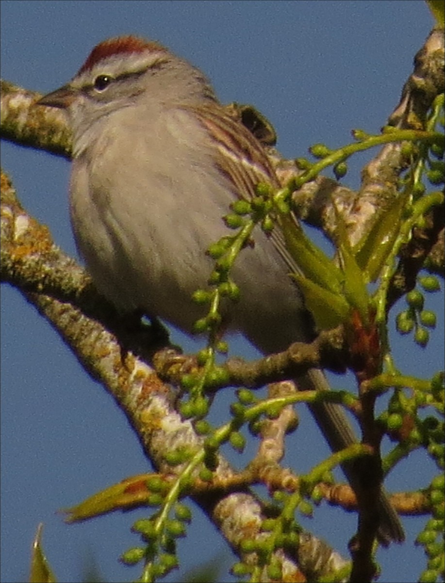 Chipping Sparrow - ML26408411
