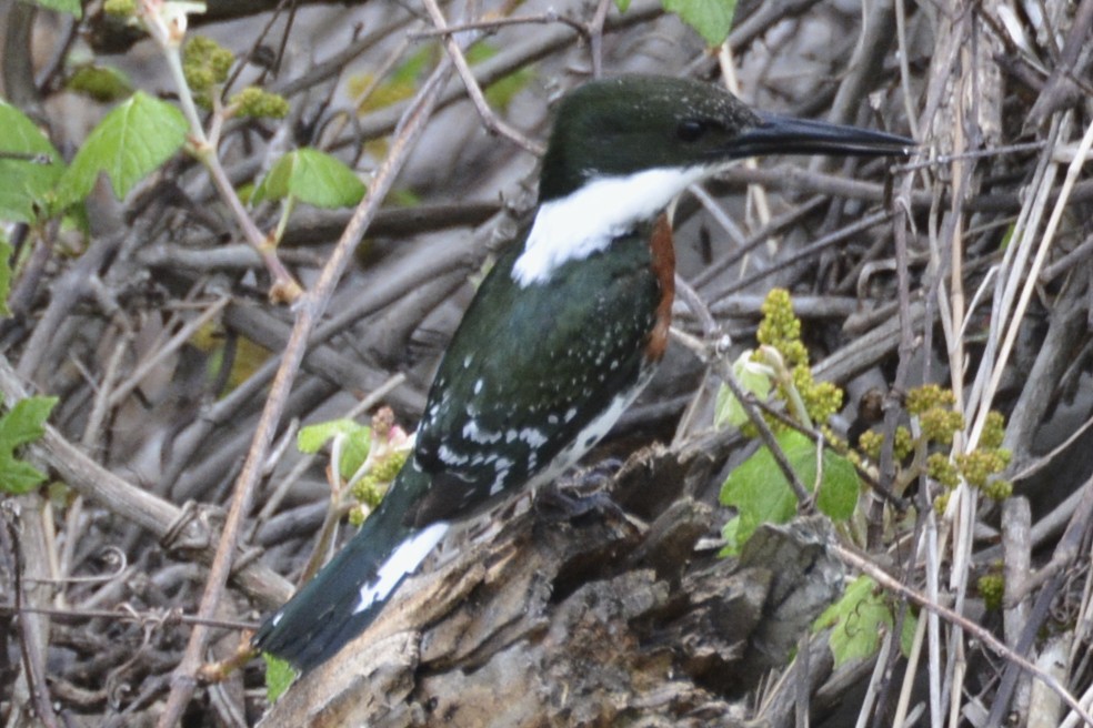 Green Kingfisher - Annette McClellan