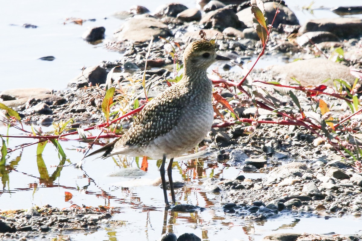 Chorlito Dorado Americano - ML264086651