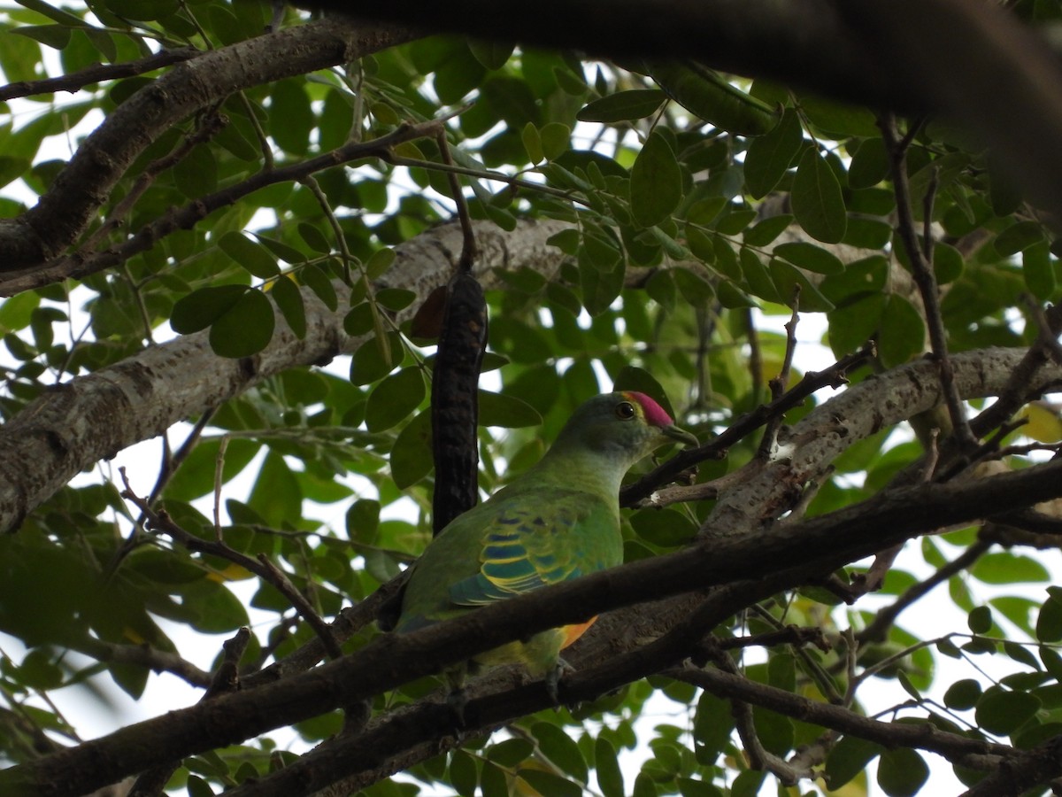 Rose-crowned Fruit-Dove - Adrian Walsh