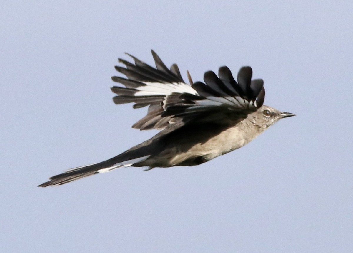 Northern Mockingbird - Kim Abplanalp