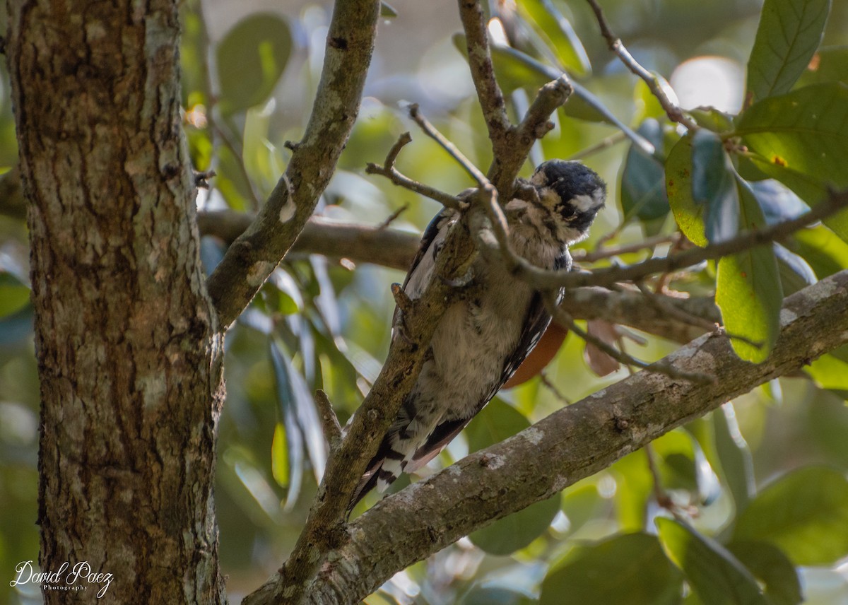 Downy Woodpecker - ML264089361