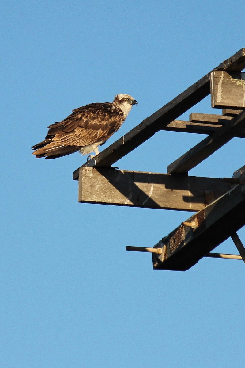 Osprey - Malcolm Gunn