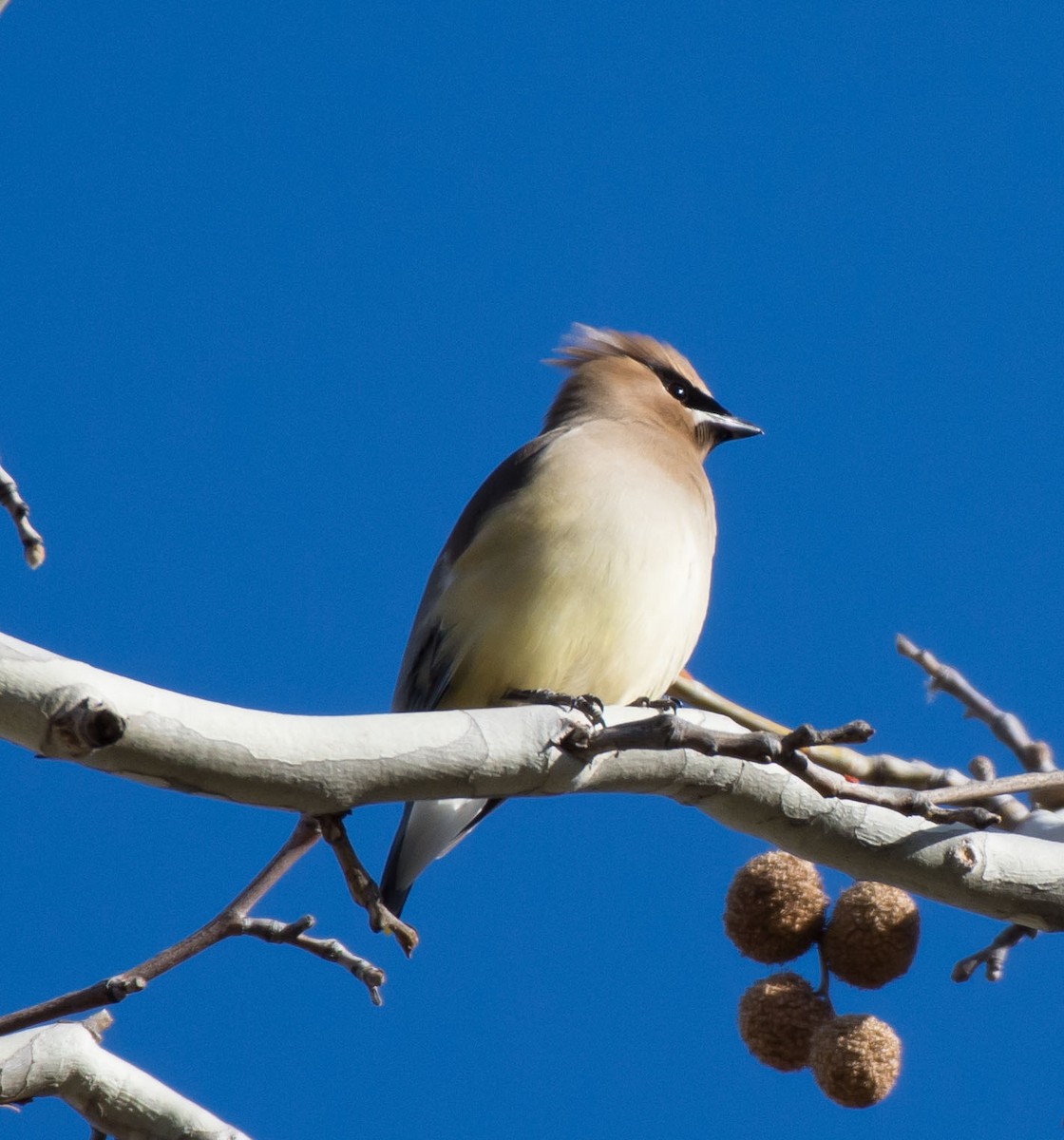 Cedar Waxwing - ML26409151