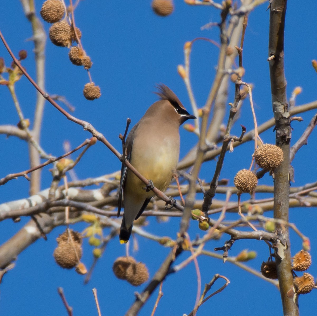 Cedar Waxwing - ML26409161