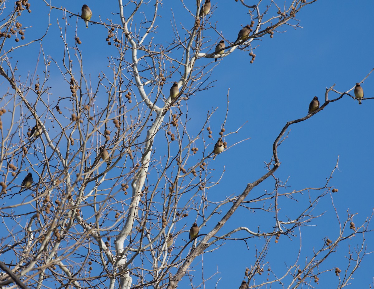 Cedar Waxwing - Gordon Karre