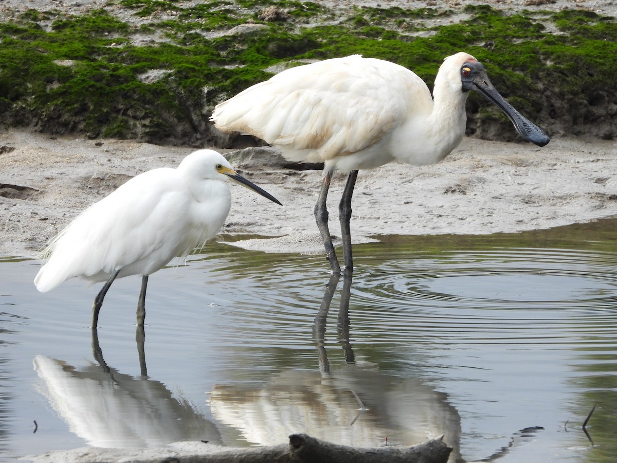 Little Egret (Australasian) - Adrian Walsh