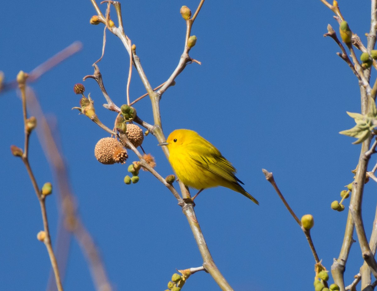 Yellow Warbler - Gordon Karre