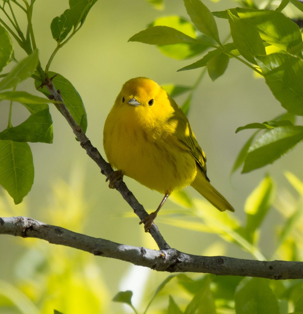 Yellow Warbler - Gordon Karre
