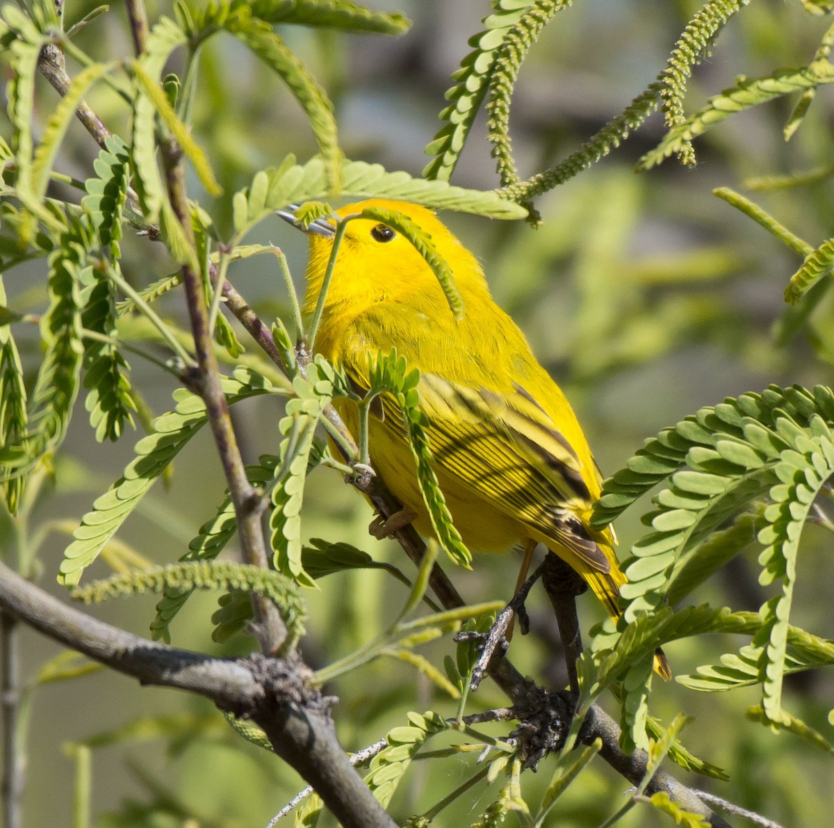 Paruline jaune - ML26409251