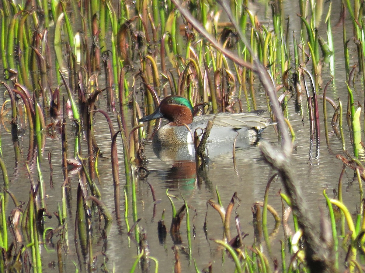 Green-winged Teal - JamEs ParRis