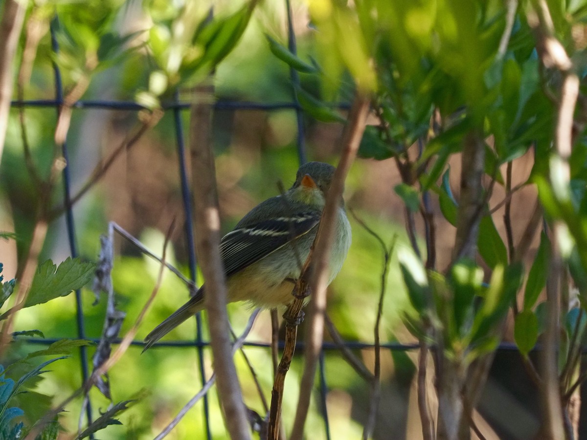 Yellow-bellied Flycatcher - ML264093331