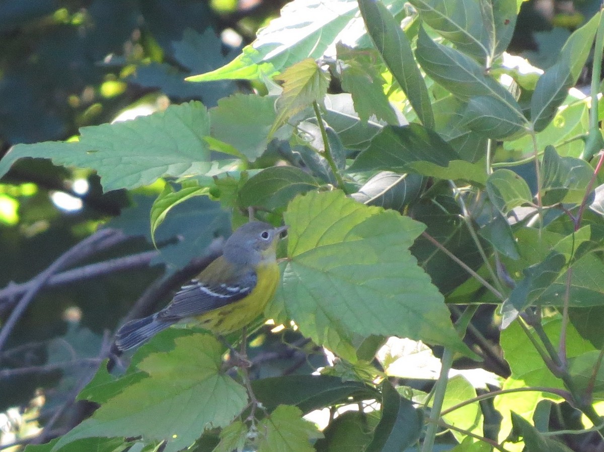 Magnolia Warbler - ML264094181