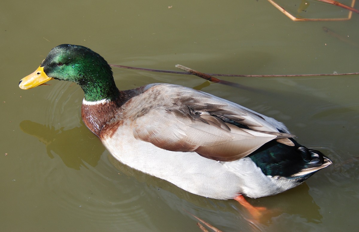 Mallard - ML264094531