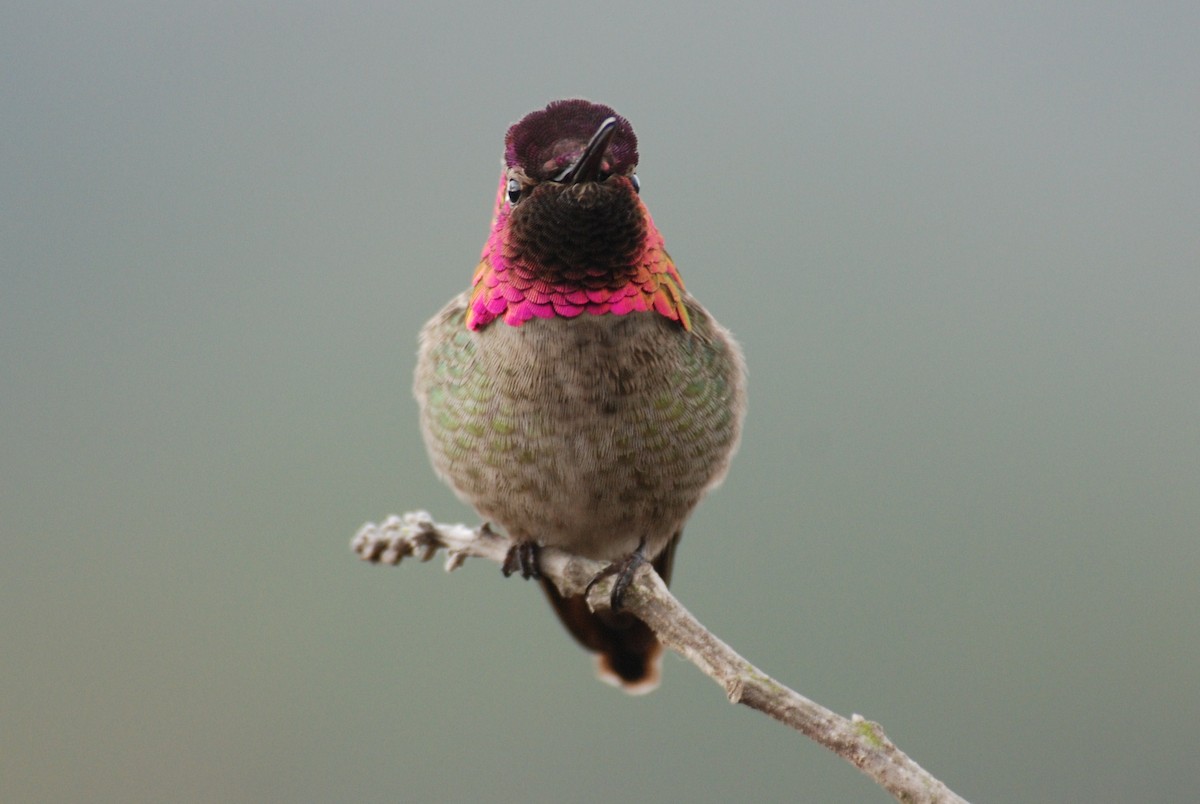 Colibrí de Anna - ML264094701