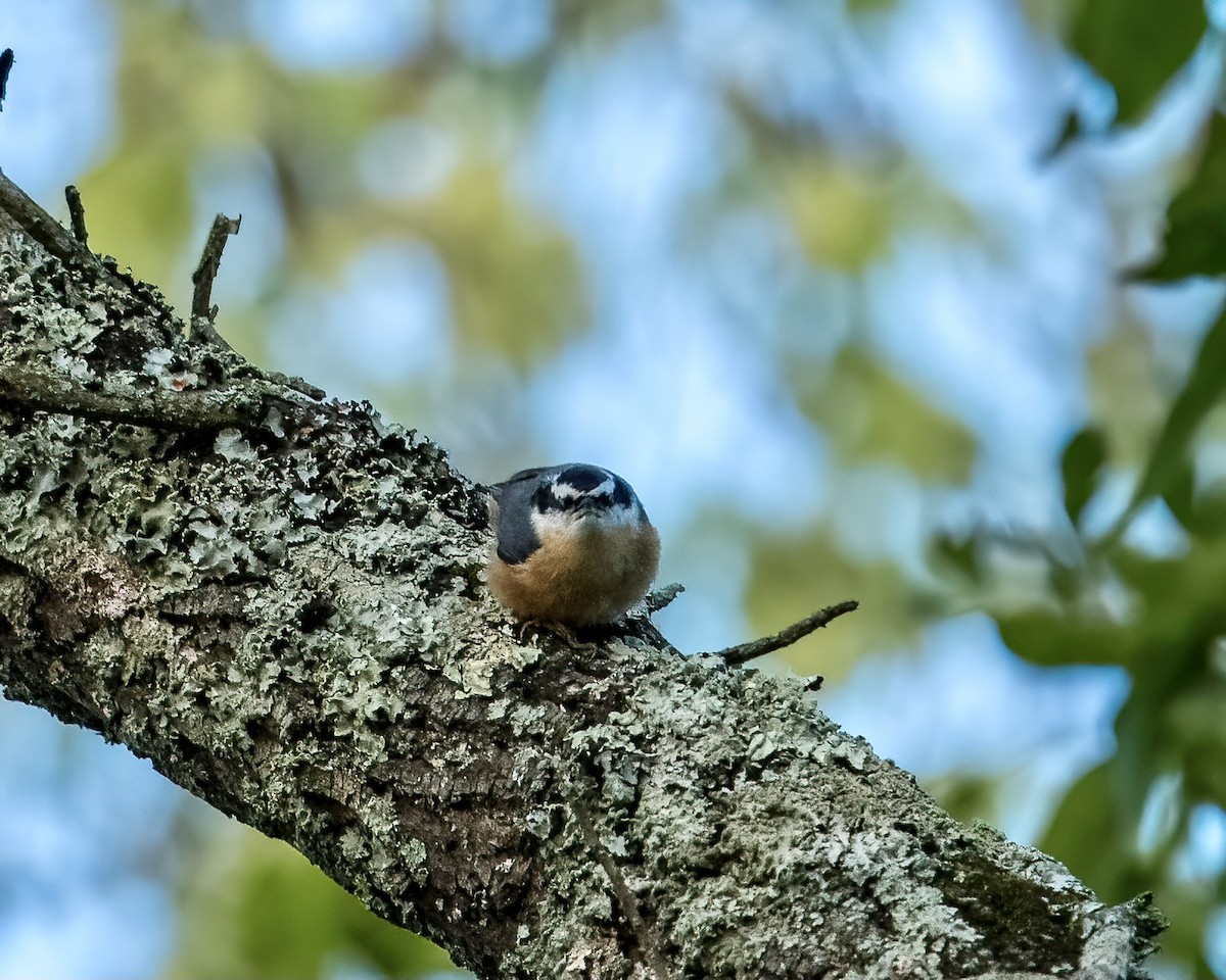 Red-breasted Nuthatch - ML264094821