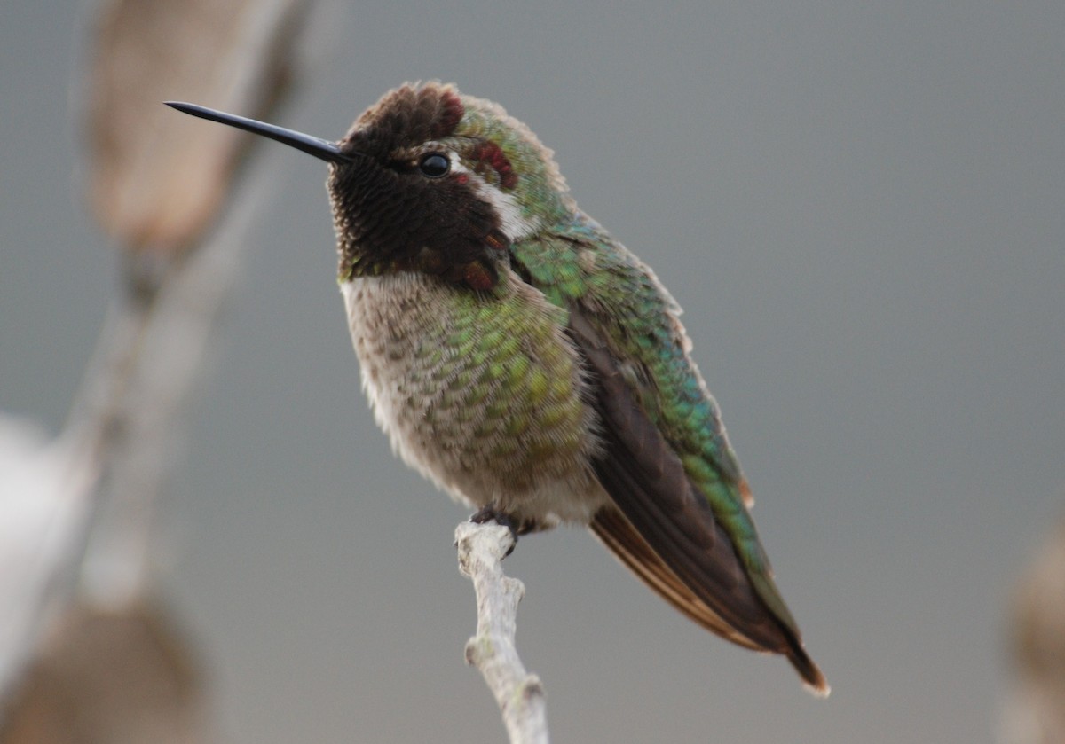 Colibrí de Anna - ML264094831