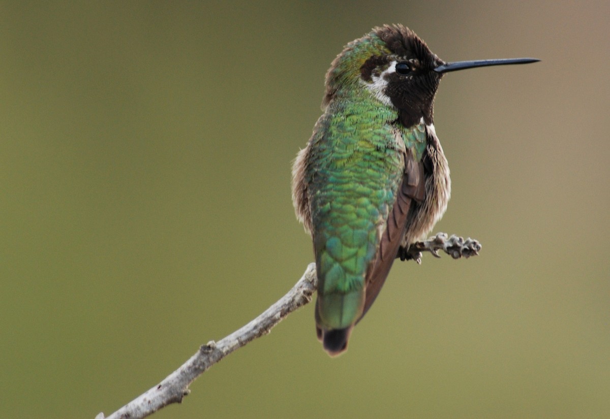 Anna's Hummingbird - ML264094861