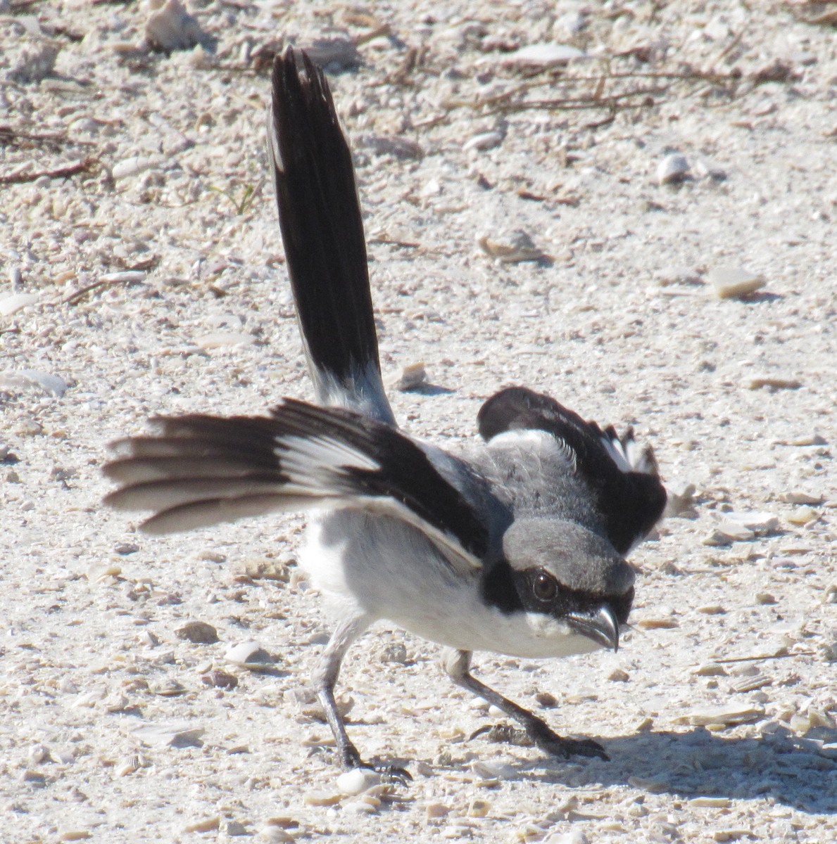 Loggerhead Shrike - Jenna Atma